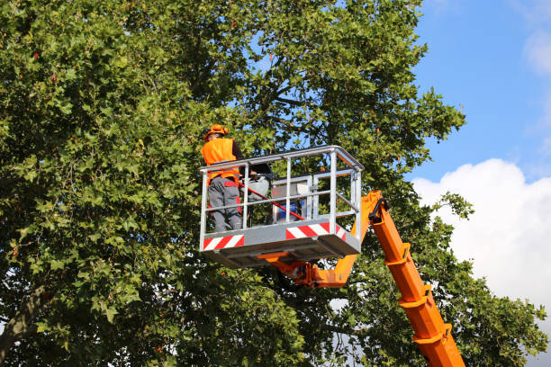 Best Tree Cutting Near Me  in Linton Hall, VA